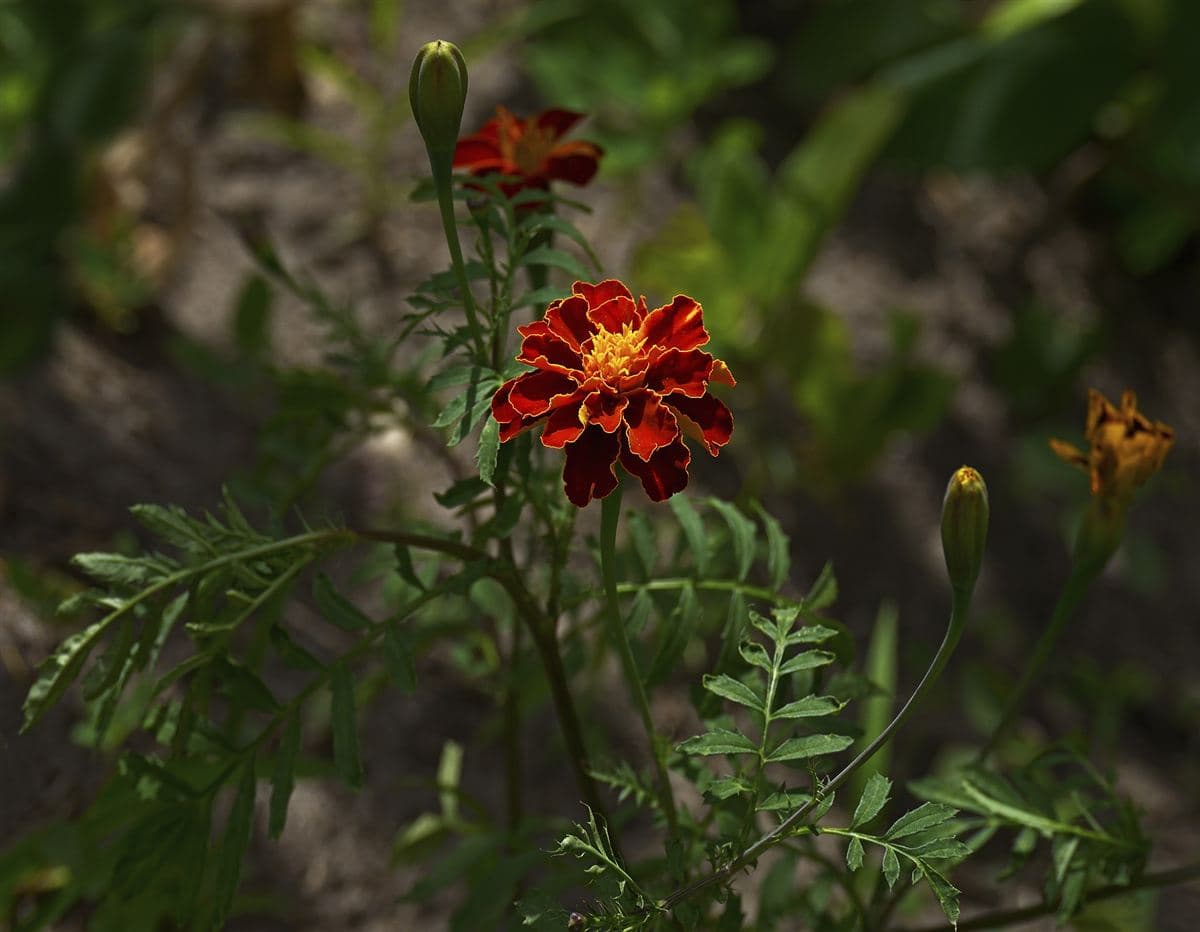 Illustrative photo: marigold flowers, strung for Bengali weddings